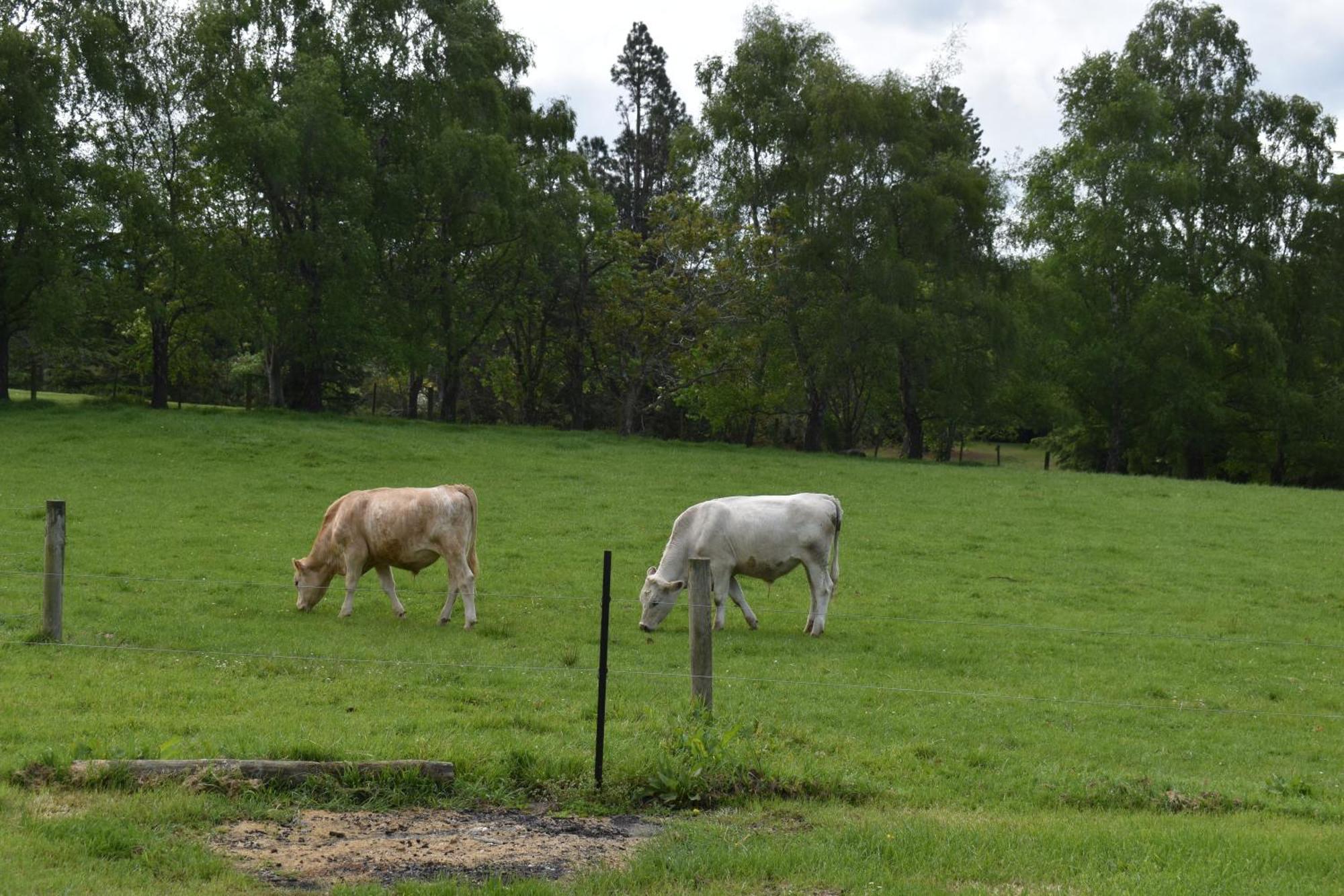Bnb On Bakers Waimate Esterno foto